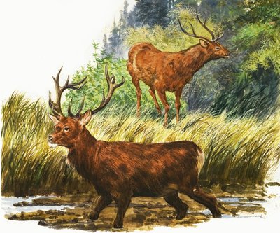 Red Deer by Eric Tansley