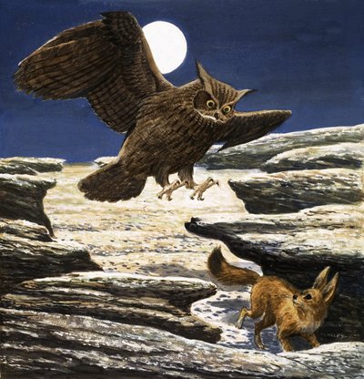 The Fennec Fox and Eagle Owl by Eric Tansley