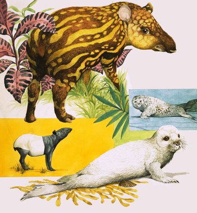 The Malayan Tapir and Atlantic Grey Seal by Eric Tansley