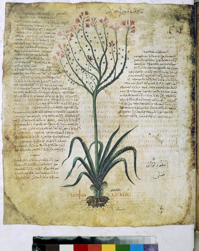 Dioscorides Herbarium by Erich Lessing
