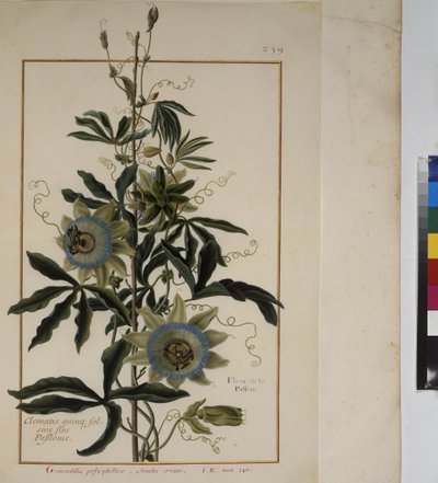 Full page: plant study, c.1650-75 by Erich Lessing