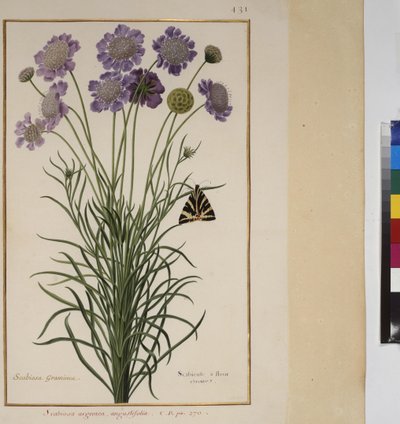 Full page: plant study, c.1650-75 by Erich Lessing