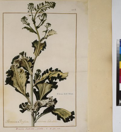 Full page: plant study, c.1650-75 by Erich Lessing
