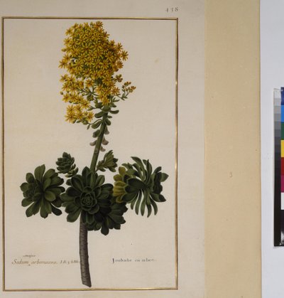 Full page: plant study, c.1650-75 by Erich Lessing