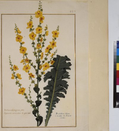 Plant Study, c.1650-75 by Erich Lessing