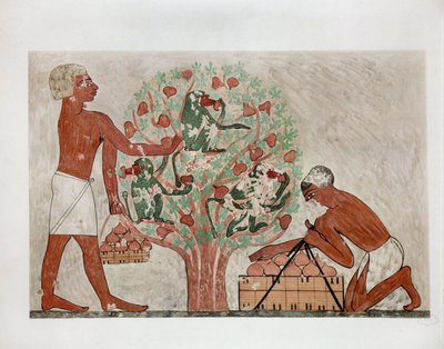 Men Gathering Figs, Monkeys Sit in the Tree by Erich Lessing