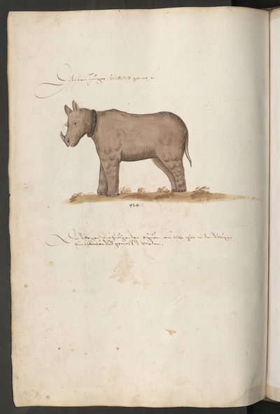 Rhinoceros by Erich Lessing