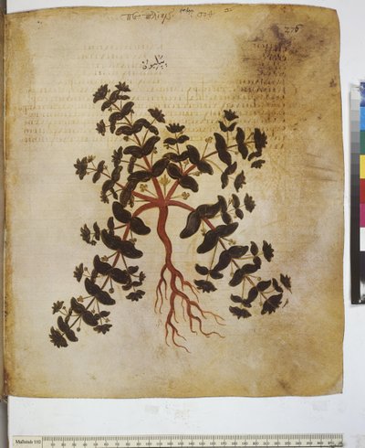 Dioscorides Herbarium: Plant Study and Inscription by Erich Lessing