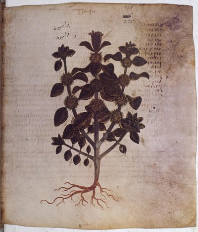 Dioscorides Herbarium: Marrubium Vulgare by Erich Lessing