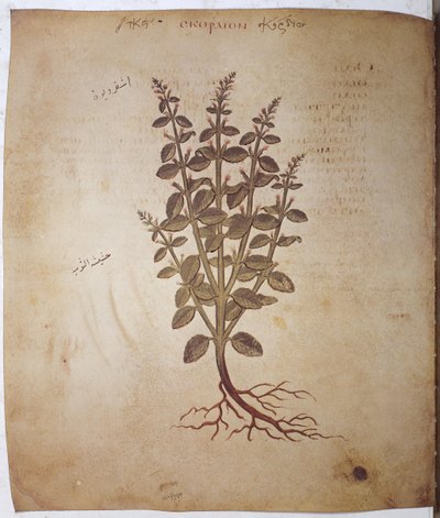 Dioscorides Herbarium: Teucrium Scordium by Erich Lessing