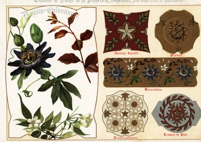 Images of Jasmine and Passionflower from Manuscripts by Ernest Guillot