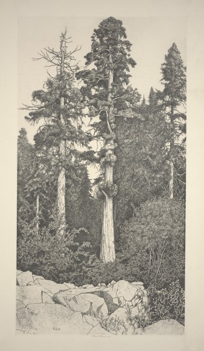 Baby Sequoia by Ernest Haskell