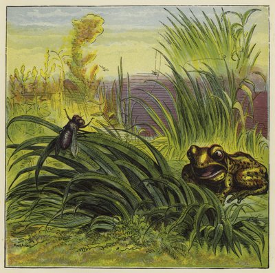 Frog and Fly by Ernest Henry Griset