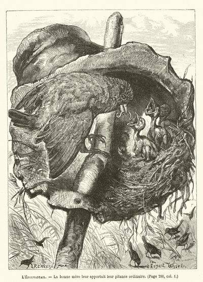 The Scarecrow, The good mother brought them their usual meal by Ernest Henry Griset