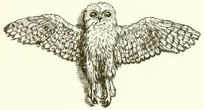 The Eagle and the Owl by Ernest Henry Griset