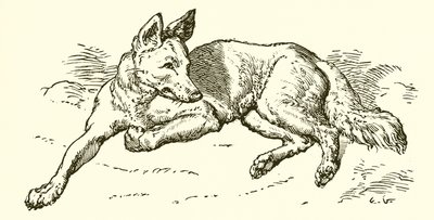 The Wolf in Sheep
