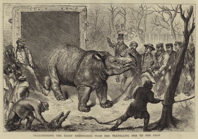 Transferring the Hairy Rhinoceros from her Travelling Den to her Cage by Ernest Henry Griset