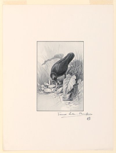 The Handle of a China Cup, the Gem of the Collection by Ernest Thompson Seton