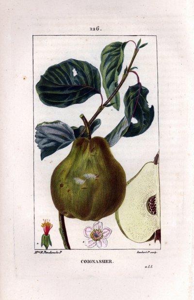 Botanical board: quince tree, Pyrus oblonga, showing fruit, blossom, leaves, branch and section of fruit by Ernestine Panckoucke