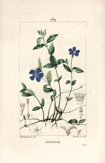 Lesser Periwinkle, Vinca Minor by Ernestine Panckoucke