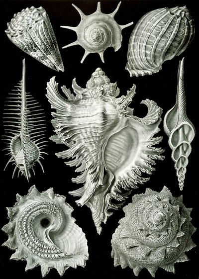Examples of Prosranchia - shells from a variety of prosobranch gastropods, from 
