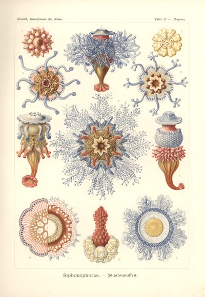 Siphonophorae - Jelly Fish, from 