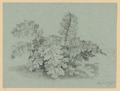 Acanthus Plant by Ernst Fries