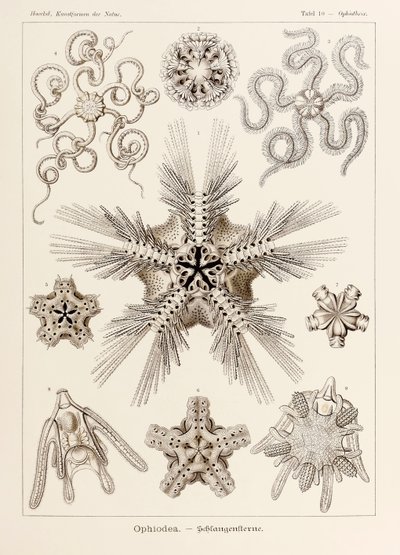 Plate 10 Ophiothrix Ophiodea from 