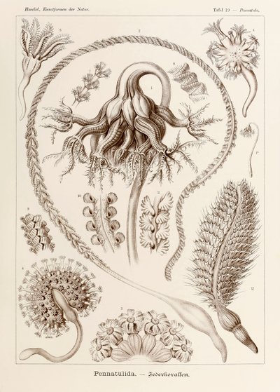 Plate 19 Pennatula Pennatulida from 