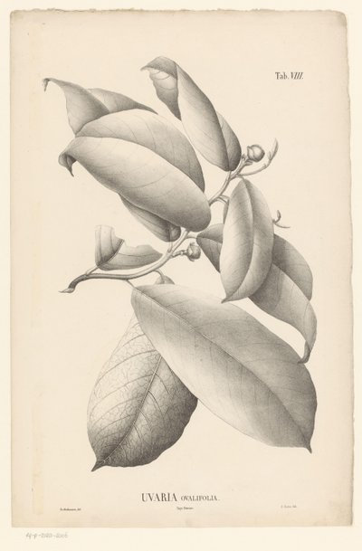Branch with Leaves and Flower Buds (Uvaria Ovalifolia) by Ernst Philipp Sixtus