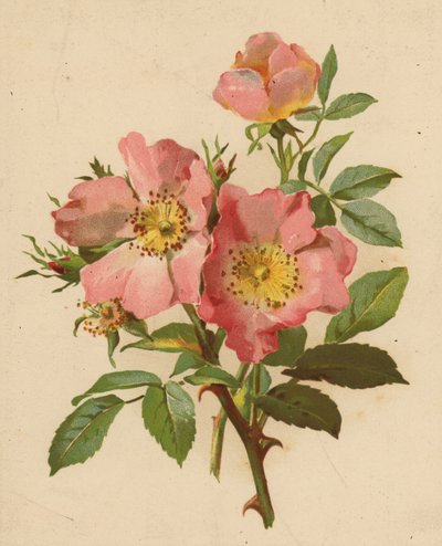 Dog Roses by Ethel C. Nisbet
