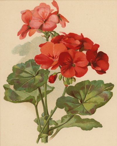 Geranium by Ethel C. Nisbet