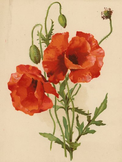 Poppies by Ethel C. Nisbet