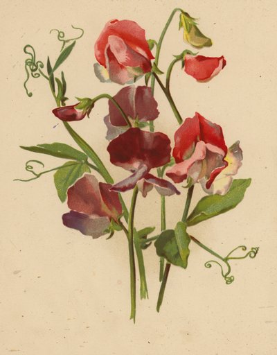 Sweet Peas by Ethel C. Nisbet