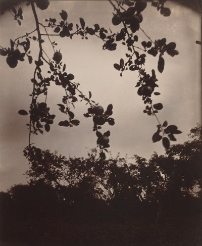Apple Tree Branch, 1922/1923 by Eugène Atget