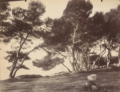 Cannes, Ile Saint Honorat, c. 1899-1927 by Eugène Atget