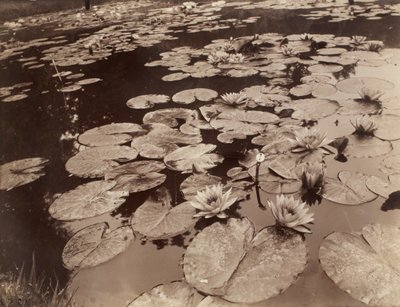 Water Lilies (Bagatelle) by Eugène Atget