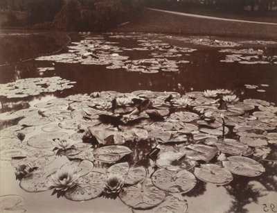 Water Lilies by Eugène Atget