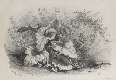 Plant Study from Group of Various Plants Drawn and Lithographed after Nature by Eugene Bléry