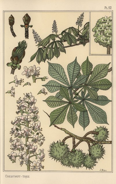 Chestnut tree botanical study by Eugene Grasset