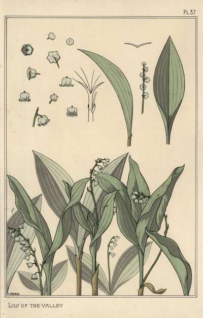 Lily of the valley, botanical study by Eugene Grasset