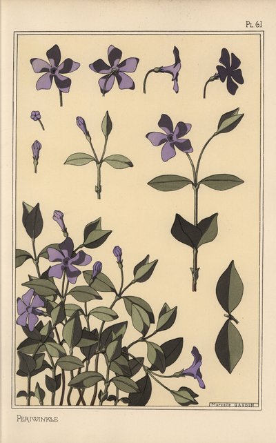 Periwinkle botanical study by Eugene Grasset