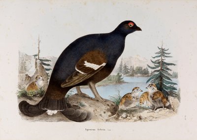 Representation of the Small Rooster of Heathers or Rooster of Birches by Eugenio Bettoni