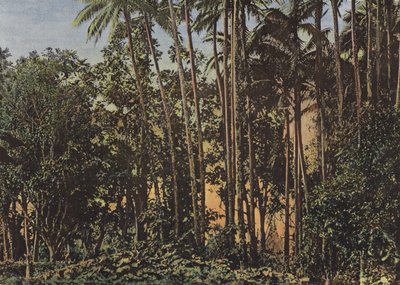 Coconut Forest by European Photographer