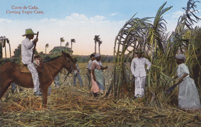 Havana, Cuba: Cutting Sugar Cane by European Photographer