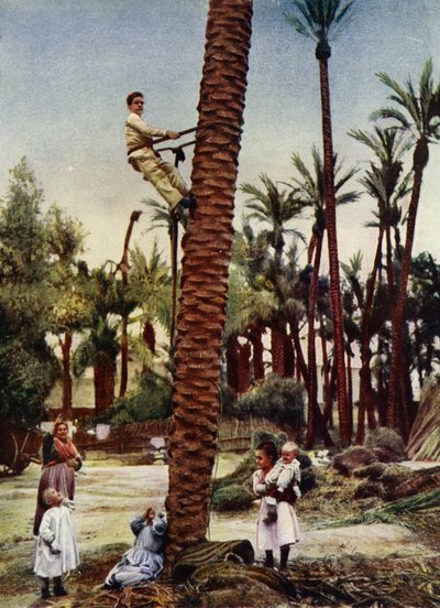 Palm groves of Elche by European Photographer