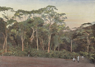Coffee Plantation Under Maoulis Trees by European Photographer