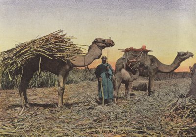 Transport of Sugar Canes Near Cheick Fadol by European Photographer