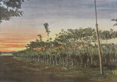Vanilla Plantation Under Acacias by European Photographer