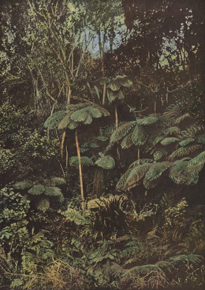 Vegetation, Tree Ferns by European Photographer